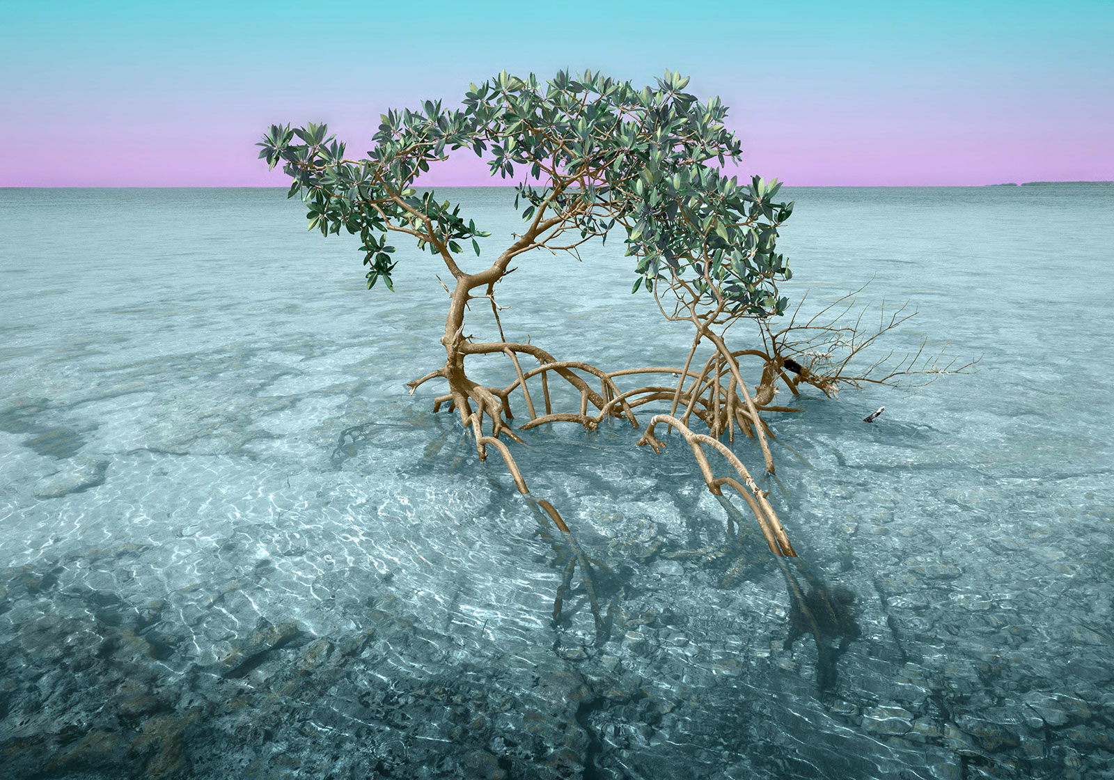 Money-Key-mangrove-1n-14x20-1